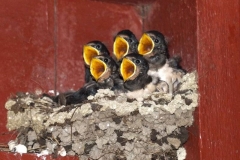 Baby-birds